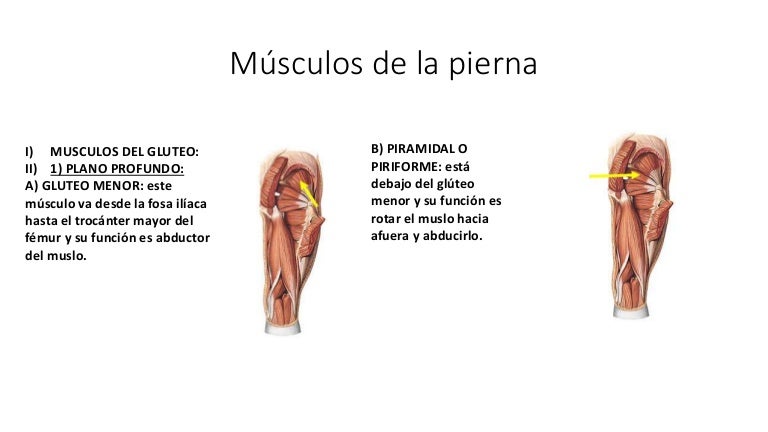 Musculos externos de la pierna
